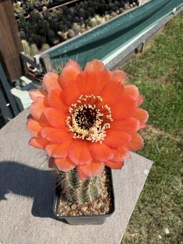 Echinopsis Hybr. orange/rot
